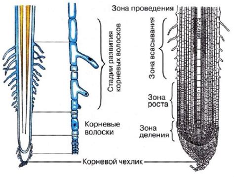 Методы сушки, обжаривания и измельчения корней растения Кикории