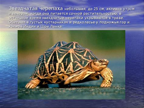 Методы укрепления защитного панциря черепахи: примеры и советы экспертов