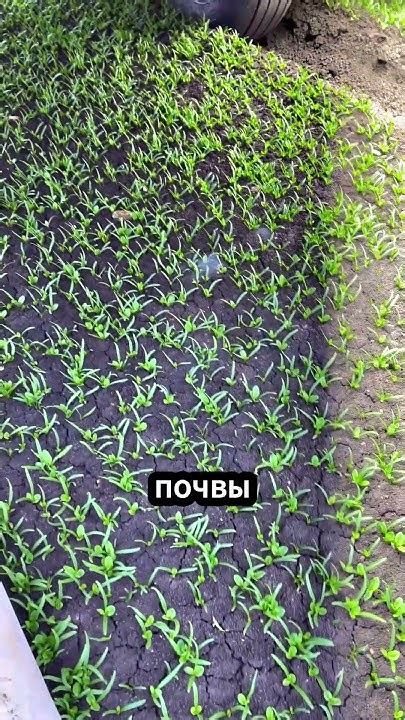 Метод 2: Использование химических средств для освежения обложки книги