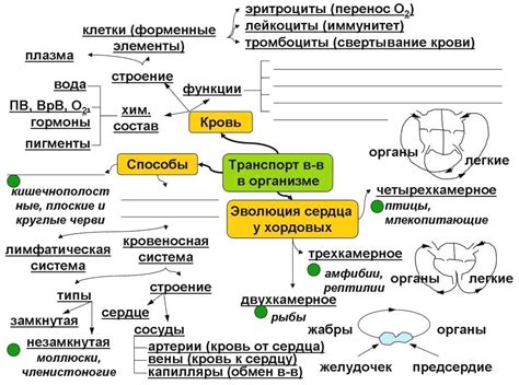 Механизмы воздействия этой биологической вещества в живом организме