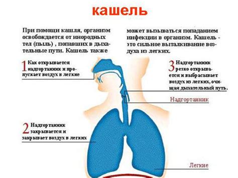 Механизмы возникновения кашля при глубоком вдохе