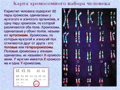 Механизмы генетики, приводящие к формированию 47 хромосомного набора