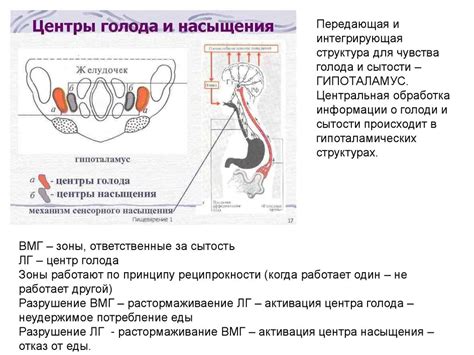 Механизмы развития голода