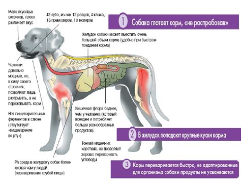 Механизмы рвоты у собак после приема пищи