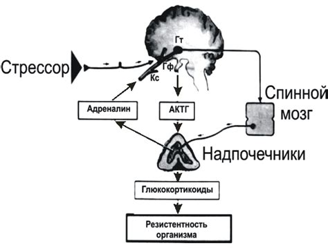 Механизмы физиологической реакции на щекотку