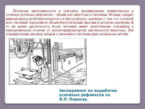 Механизмы формирования условных рефлексов: основные принципы и процессы