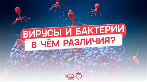 Механизм воздействия Виферона на вирусы и бактерии