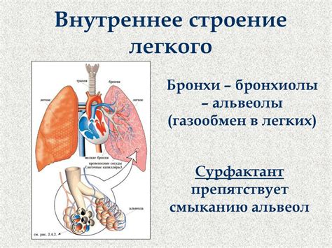 Механизм газообмена в легких: от вдыхания к выдоху