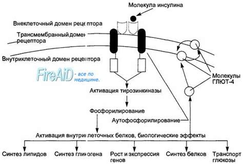 Механизм действия глиатилина и церетона на организм