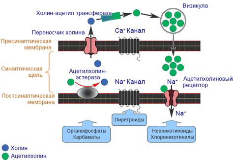 Механизм действия глобулина