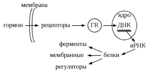 Механизм действия глобулина связывающего пол гормоны