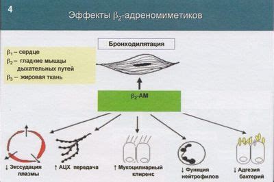 Механизм действия пенициллина в борьбе с инфекцией