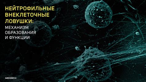 Механизм образования и функции