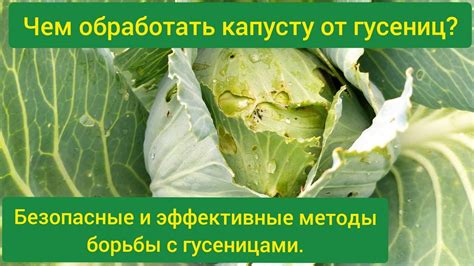 Механическая обработка капусты для предотвращения появления киля
