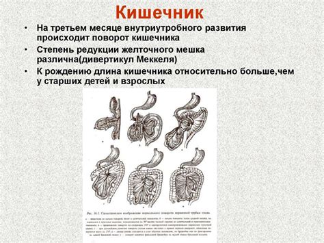 Микробиом желудочно-кишечного тракта: особенности у детей, родившихся по кесаревому сечению