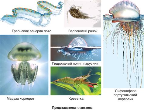 Микроорганизмы в водной среде аквариума: источник возникновения проблем