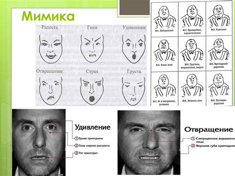 Мимика и микроэмоции: тайны декодирования подлинных намерений