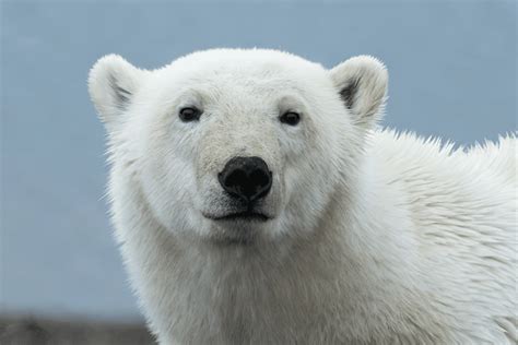 Мифологическая и культурная важность медведя в сновидениях