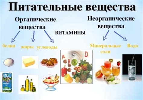 Миф №2: Дефицит питательных веществ и его последствия