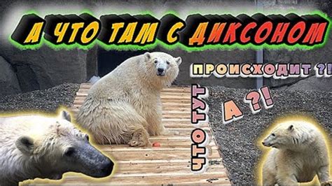 Мнение посетителей и экспертов о загадочной истории с медведем Диксоном