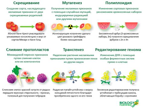 Модификации: определение и примеры