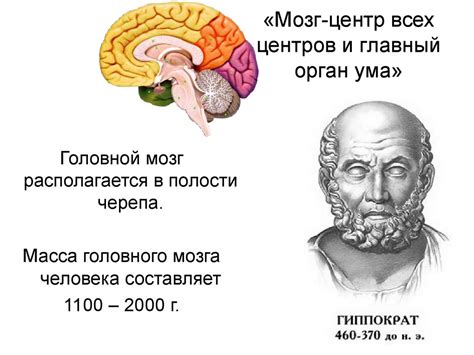 Мозг: главный орган обработки и анализа разнообразных видов сведений