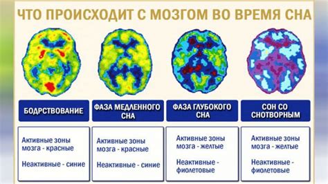 Мозговая активность и реакция организма во время периодов покоя и спячки