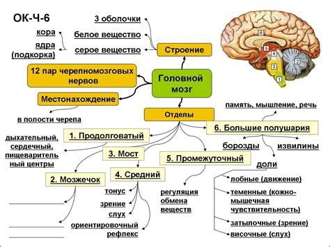 Мозг и его функции
