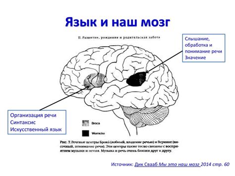 Мозг и язык: соединение прямого восприятия