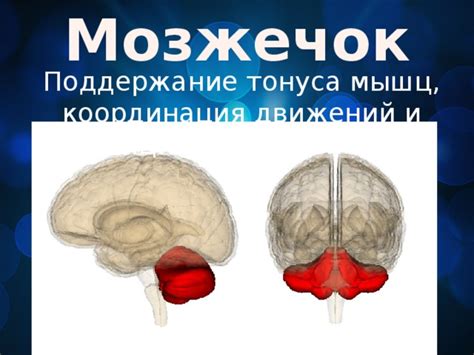 Мозжечок: координация движений и равновесия