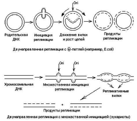 Молекулярные механизмы генетического скрещивания