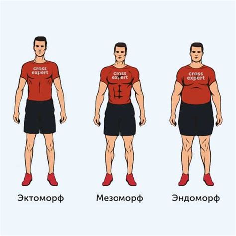 Морфологический тип телосложения – мезоморф: особенности и характеристики