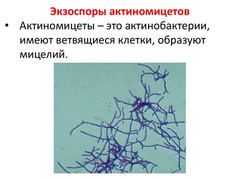 Морфологически похожие клетки: важность и специфика описания