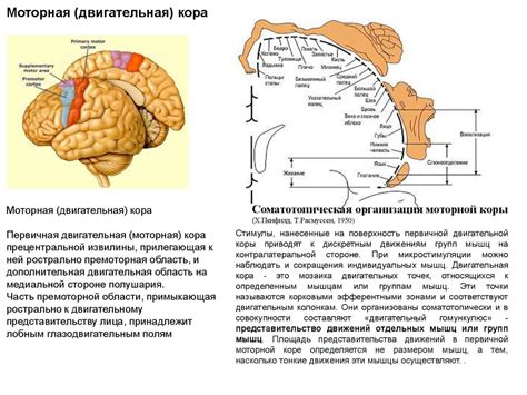 Моторные функции мозга: контроль движения тела
