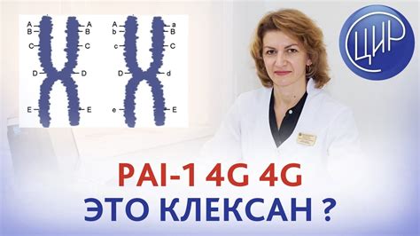 Мутации в фолатном цикле и их воздействие на функционирование репродуктивной системы