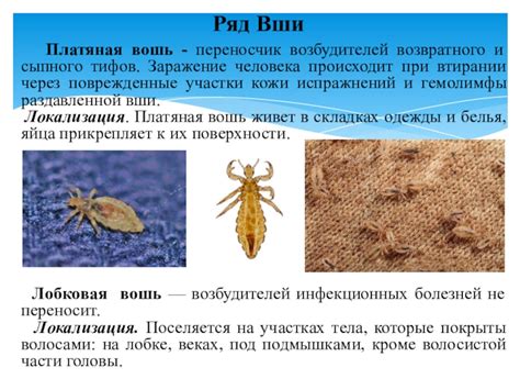 Мухи как переносчики инфекций и заболеваний