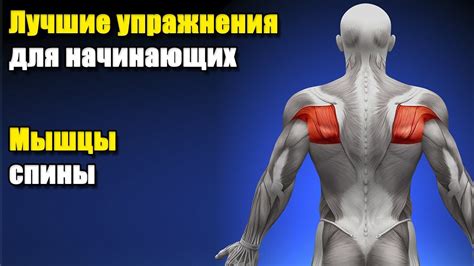 Мышцы нижней части тела: укрепление и поддержка