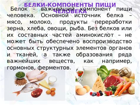 Мясо как основной источник белковой пищи