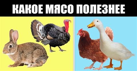 Мясо турецкого мастера: полезность и богатство индейки