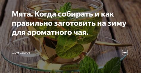 Мята: приятное освежение для ароматного сока