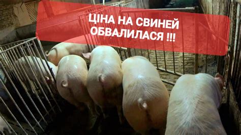 Наблюдение за движениями и поведением свиньи