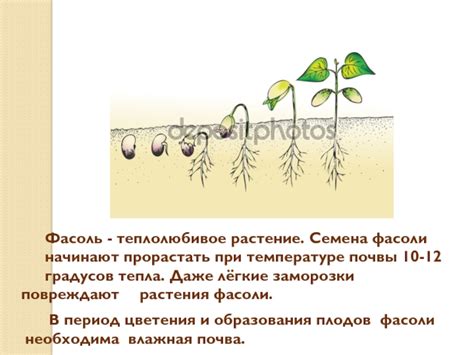 Наблюдение за процессами цветения и образования плодов
