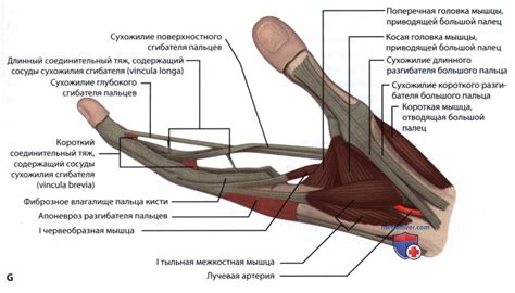 Нагрузка и перегрузка запястья