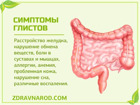 Наиболее эффективные способы избавления от глистов