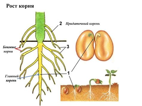 Направление стебля вдоль опоры
