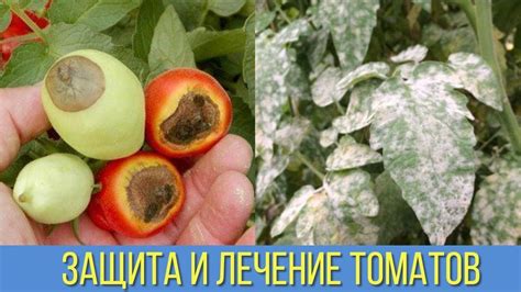 Народные средства от гнили помидоров