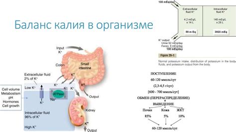 Нарушение гомеостаза организма как фактор, вызывающий тошноту при беге