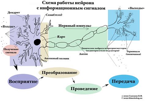 Нарушение передачи нервных сигналов