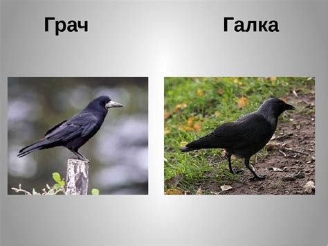 Наследие и уникальные черты разных пород птиц