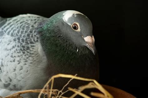 Научное объяснение появления голубей с тёмным оперением